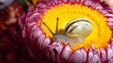 Schnecke