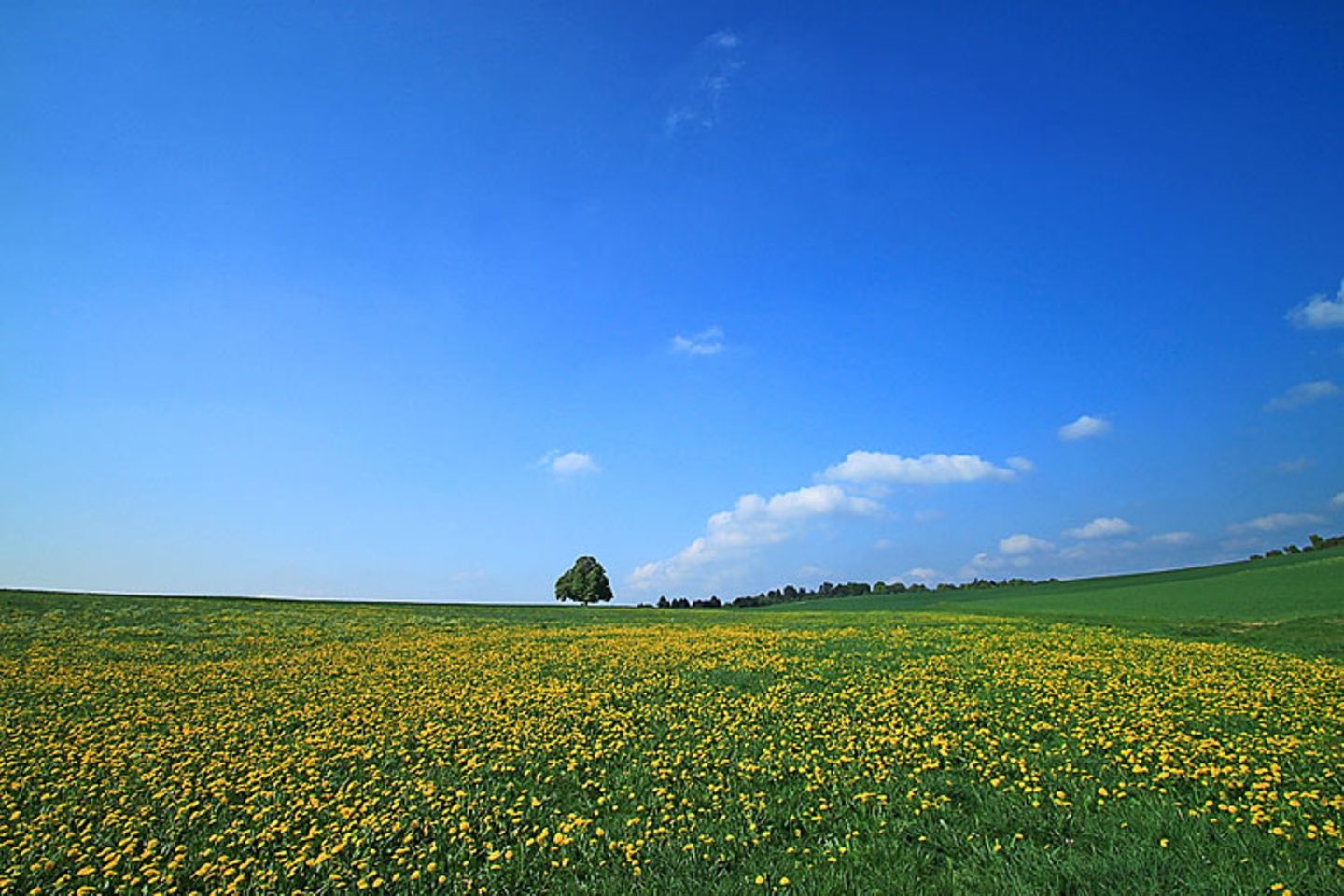 Frühlingswiese