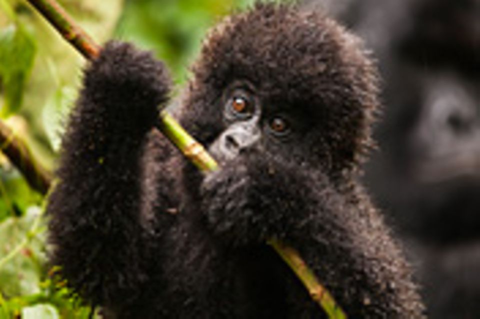 Berggorillas: Virunga: Tod im Park
