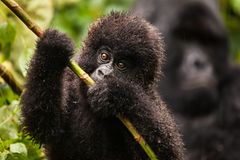 Virunga: Tod im Park