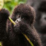 Virunga: Tod im Park