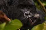 Virunga: Tod im Park