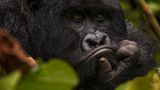 Virunga: Tod im Park