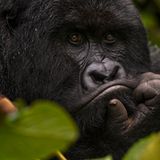 Virunga: Tod im Park