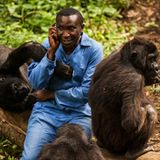 Virunga: Tod im Park