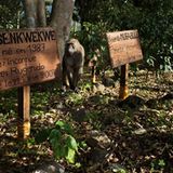 Virunga: Tod im Park