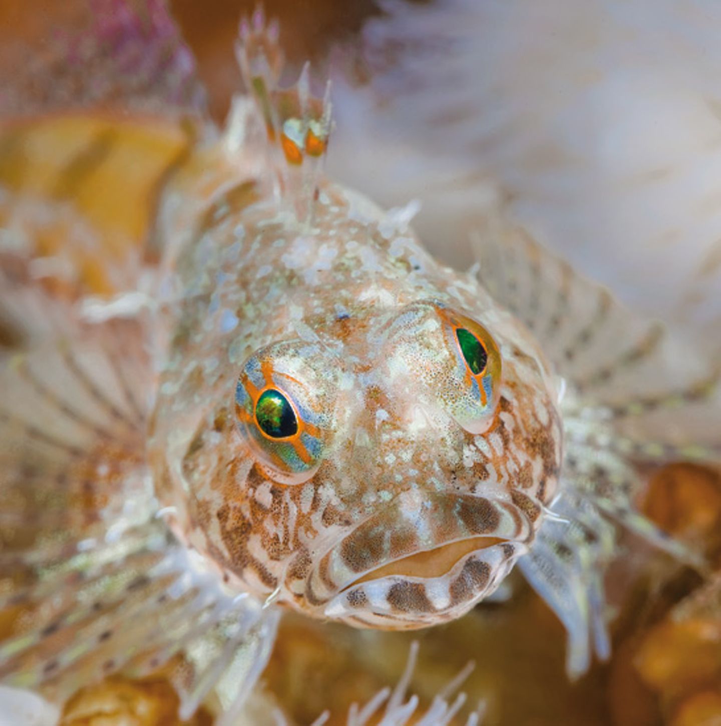 Unterwasserfotografie: Fotogalerie: Leben im Nordpazifik