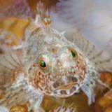 Unterwasserfotografie: Fotogalerie: Leben im Nordpazifik