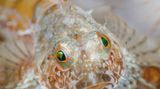 Unterwasserfotografie: Fotogalerie: Leben im Nordpazifik