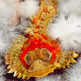 Unterwasserfotografie: Fotogalerie: Leben im Nordpazifik - Bild 2