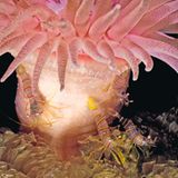 Unterwasserfotografie: Fotogalerie: Leben im Nordpazifik - Bild 3