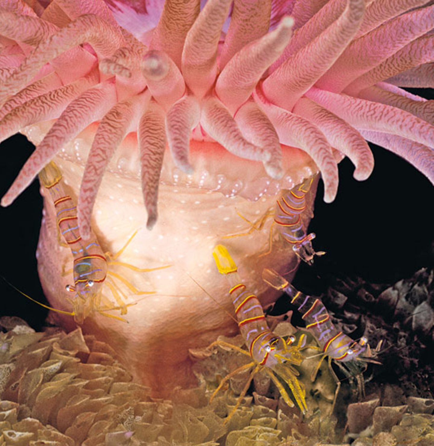 Unterwasserfotografie: Fotogalerie: Leben im Nordpazifik - Bild 3