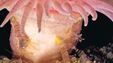 Unterwasserfotografie: Fotogalerie: Leben im Nordpazifik - Bild 3