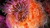 Unterwasserfotografie: Fotogalerie: Leben im Nordpazifik - Bild 4