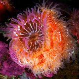 Unterwasserfotografie: Fotogalerie: Leben im Nordpazifik - Bild 4