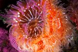 Unterwasserfotografie: Fotogalerie: Leben im Nordpazifik - Bild 4