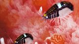 Unterwasserfotografie: Fotogalerie: Leben im Nordpazifik - Bild 5