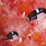 Unterwasserfotografie: Fotogalerie: Leben im Nordpazifik - Bild 5