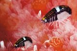 Unterwasserfotografie: Fotogalerie: Leben im Nordpazifik - Bild 5