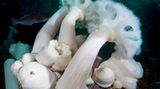 Unterwasserfotografie: Fotogalerie: Leben im Nordpazifik - Bild 6