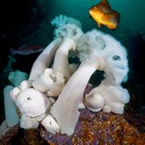 Unterwasserfotografie: Fotogalerie: Leben im Nordpazifik - Bild 6