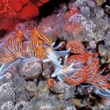 Unterwasserfotografie: Fotogalerie: Leben im Nordpazifik - Bild 7