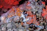 Unterwasserfotografie: Fotogalerie: Leben im Nordpazifik - Bild 7