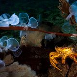 Unterwasserfotografie: Fotogalerie: Leben im Nordpazifik - Bild 8