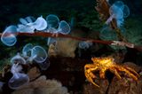 Unterwasserfotografie: Fotogalerie: Leben im Nordpazifik - Bild 8