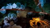 Unterwasserfotografie: Fotogalerie: Leben im Nordpazifik - Bild 8