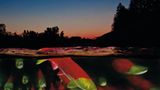 Unterwasserfotografie: Fotogalerie: Leben im Nordpazifik - Bild 9