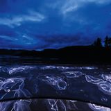 Unterwasserfotografie: Fotogalerie: Leben im Nordpazifik - Bild 10