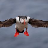 Fotofestival: Fotogalerie: Unsterbliche Natur - Bild 3