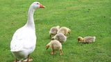 Fotogalerie: Tierkinder