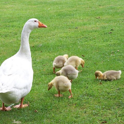 Fotogalerie: Tierkinder