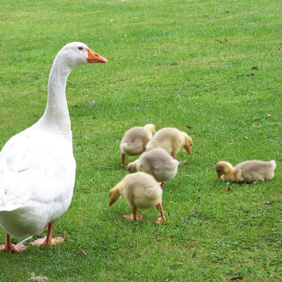Fotogalerie: Tierkinder