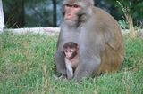 Fotogalerie: Tierkinder - Bild 2