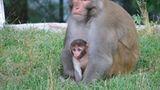 Fotogalerie: Tierkinder - Bild 2