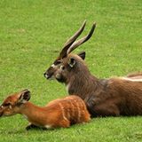 Fotogalerie: Tierkinder - Bild 3