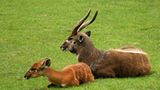 Fotogalerie: Tierkinder - Bild 3