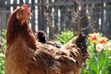 Fotogalerie: Tierkinder - Bild 4