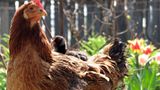 Fotogalerie: Tierkinder - Bild 4