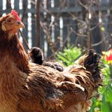 Fotogalerie: Tierkinder - Bild 4