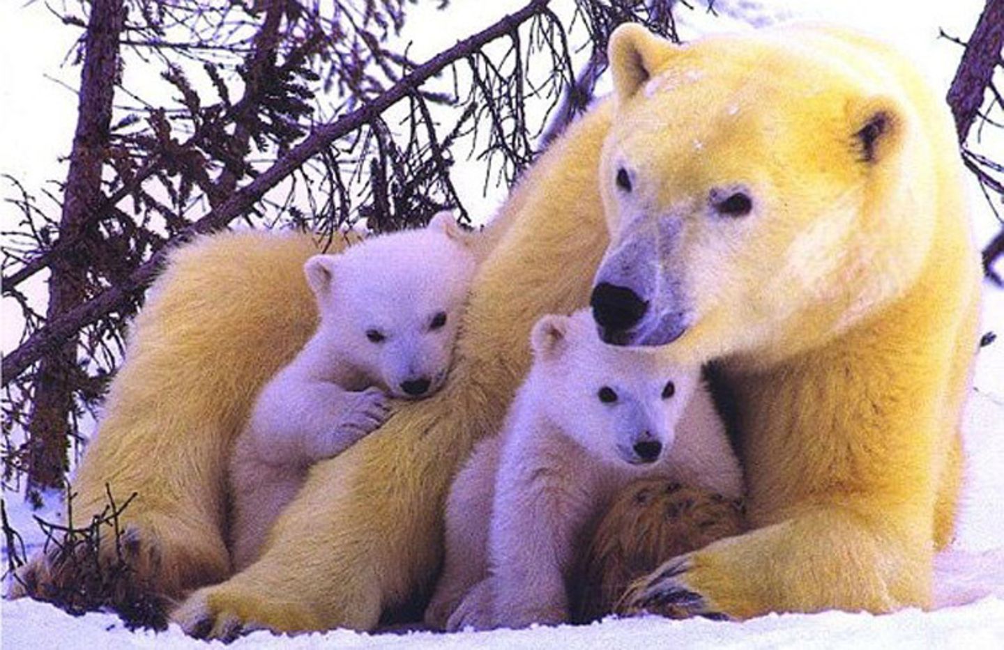 Мир животных очень разнообразен. Мир животных. Детеныши животных. Мама и малыш животные. Медведь с медвежонком.