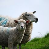 Fotogalerie: Tierkinder - Bild 6