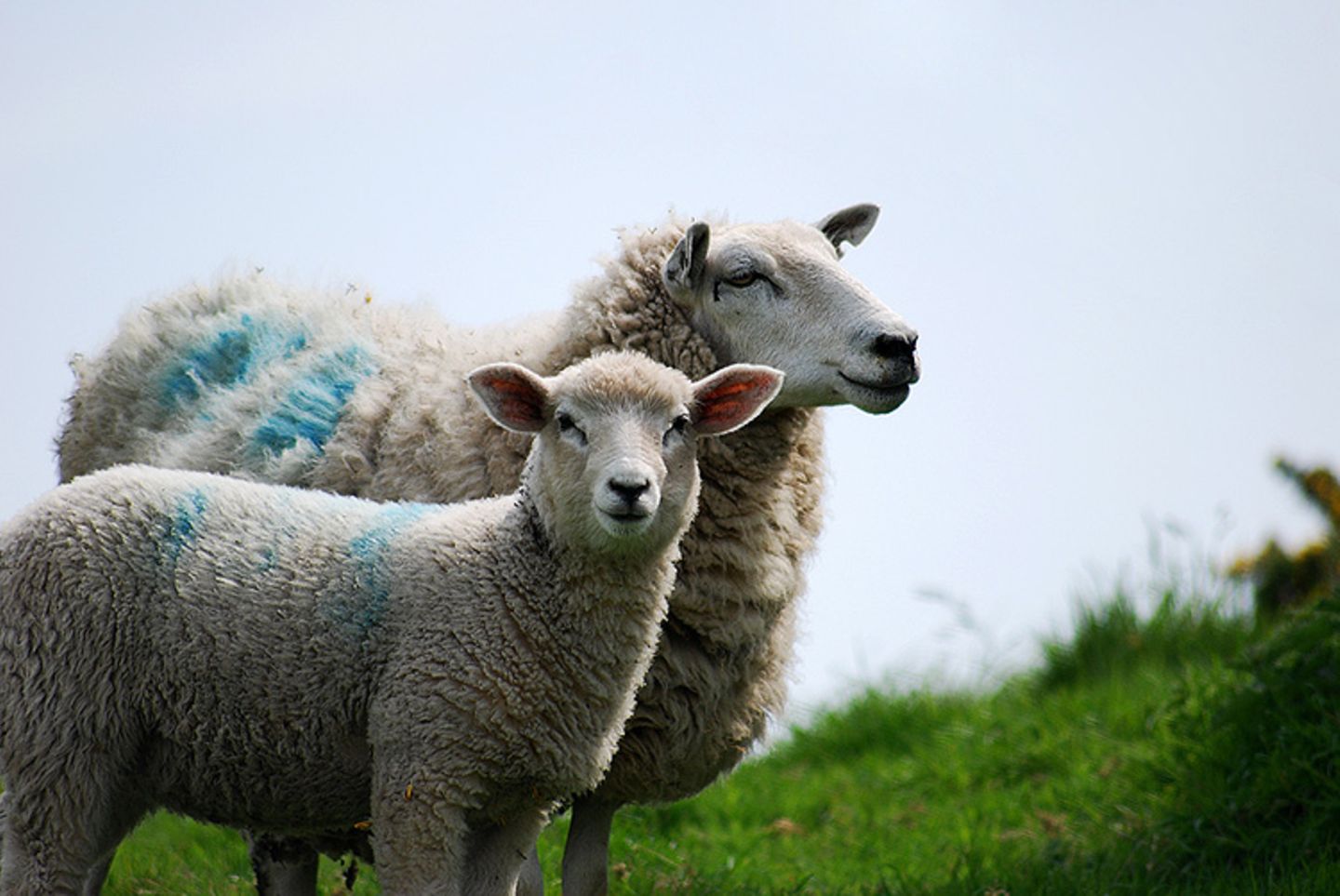 Fotogalerie: Tierkinder - Bild 6 Fotogalerie: Tierkinder - Bild 6
