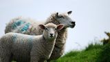 Fotogalerie: Tierkinder - Bild 6