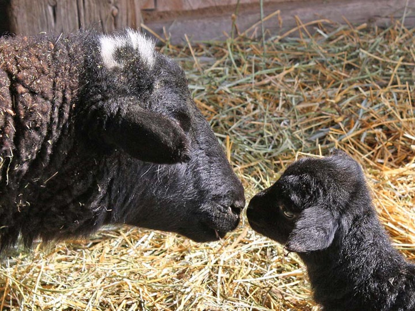 Fotogalerie: Tierkinder - Bild 7 Fotogalerie: Tierkinder - Bild 7