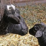 Fotogalerie: Tierkinder - Bild 7