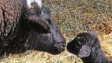 Fotogalerie: Tierkinder - Bild 7